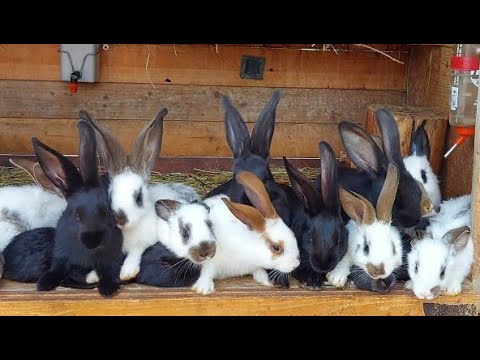 Видео: KРОЛИКИ🐰🐇 РАЗВЕДЕНИЕ И СОДЕРЖАНИЕ КРОЛИКОВ🐇🐰🐰🐇🐰