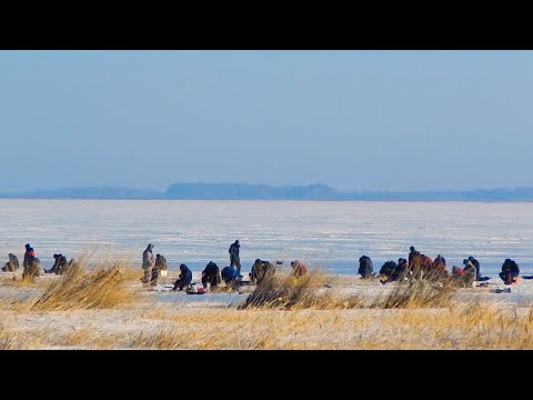 Видео: НАШЁЛ ГДЕ МЕСТНЫЕ ТАЩАТ С КАМЫШЕЙ РЫБУ МЕШКАМИ!