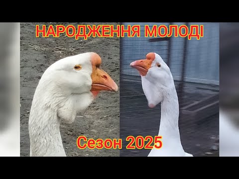 Видео: НОВЕ ПОКОЛІННЯ ГУСЕЙ ХОЛМОГОРІВ 2025