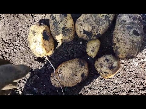 Видео: Картофель Сынок ( Богатырь) убираю 1 сентября сажала 24 апреля.