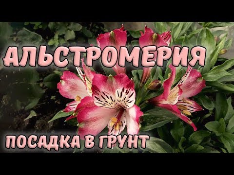 Видео: Альстромерия. Посадка в грунт