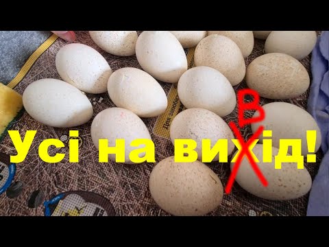 Видео: 19-26 сутки инкубации индюка Биг6 в инкубаторе Теплуша