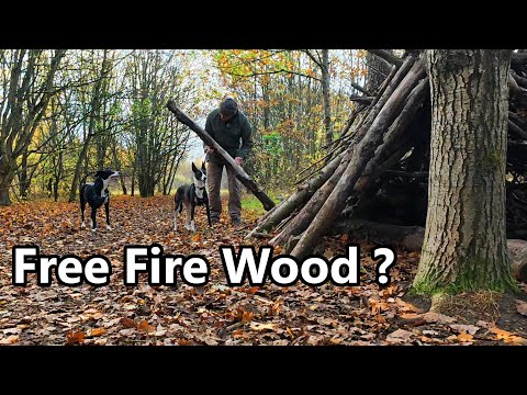 Видео: Сбор БЕСПЛАТНОГО зимнего топлива для дровяной печи, немного бреда. Выгул собак-спасателей.