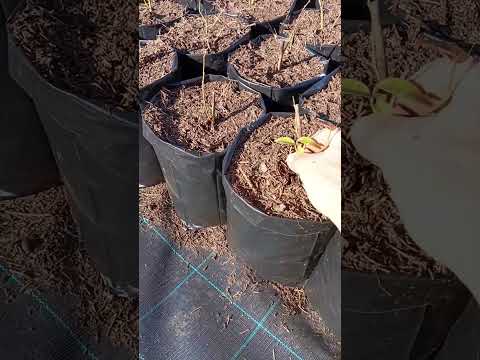 Видео: Самый дешовый способ выращивания голубики в горшках! 