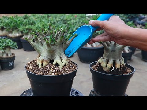 Видео: Самый безопасный способ, как посадить адениум для начинающих. Бонсай из пустынных роз.