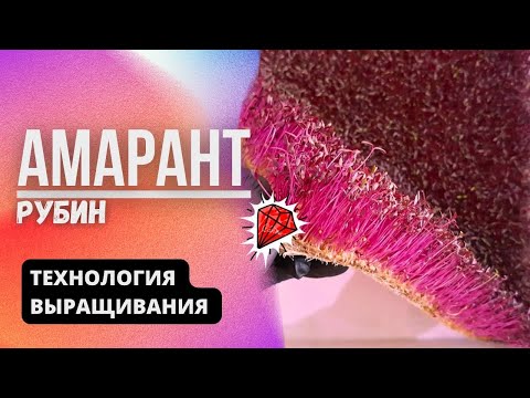 Видео: Амарант Рубин | Технология выращивания | Народные Семена