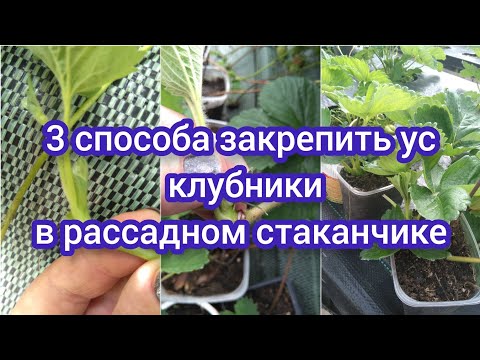 Видео: Урок 46. Чем пришпилить ус в рассадном стаканчике. 3 способа. #выращиваниеклубники