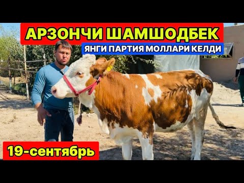 Видео: АРЗОНЧИ ШАМШОДБЕК ЯНГИ ПАРТИЯ ЗОТДОР МОЛЛАРИ КЕЛДИ ШОВОТ Арчазор 19-сентября 2025 г.