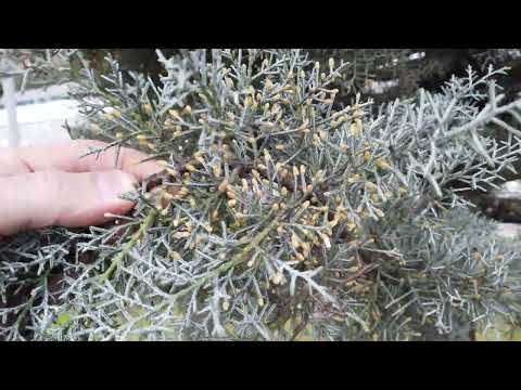 Видео: Кипарис Аризонский -25, Обзор