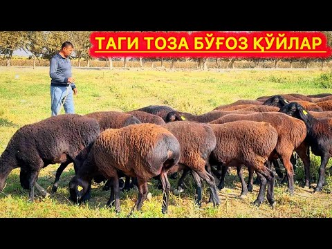 Видео: БАРАКАЛИ ХИСОРИ ҚЎЙЛАРИ ☎️+998995403555 ЗОКИРБЕКДАН ЗЎРЛАРИ
