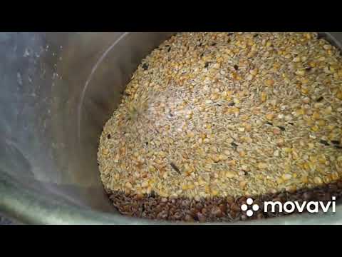 Видео: Третий шаг для новичков в свиноводстве  это помол зерна