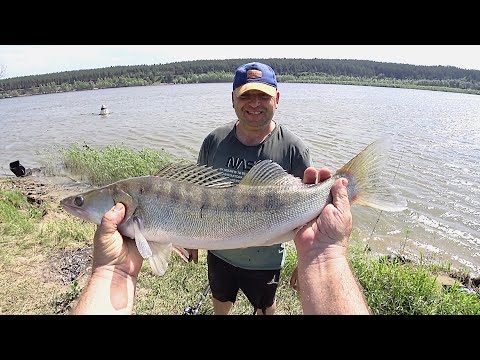 Видео: Рыбалка на судака летом . Ловля судака на донные снасти ,на живца .