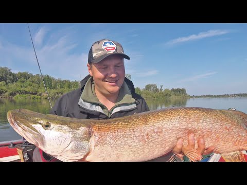 Видео: ПОПАЛ НА ЖОР ЩУК КРОКОДИЛОВ! СПИННИНГУ ДОСТАЛОСЬ ПО ПОЛНОЙ! Рыбалка на спиннинг 2020