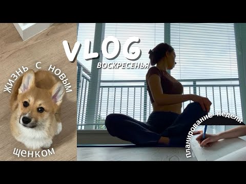 Видео: SLOW VLOG Воскресенья | У Меня Появился Щенок!