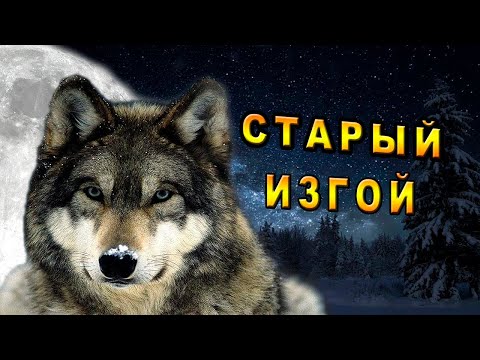 Видео: /Законы Стаи/Таёжная История/