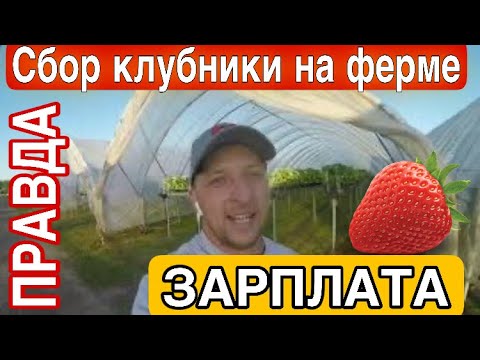 Видео: СБОР КЛУБНИКИ НА ФЕРМЕ | ВСЯ ПРАВДА | БОЛЬШОЙ ВЫПУСК