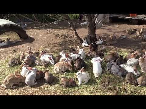 Видео: содержание кроликов в вольере , новые проблемы