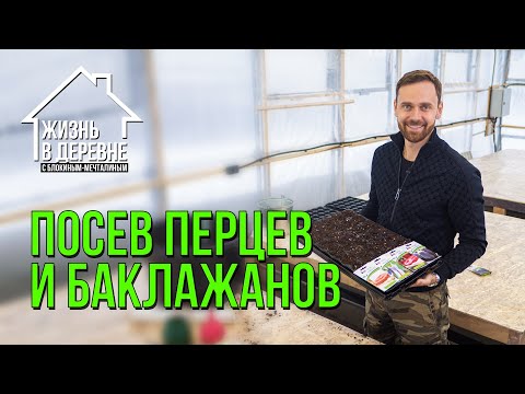 Видео: Посев перцев и баклажанов зимой сразу в теплицу