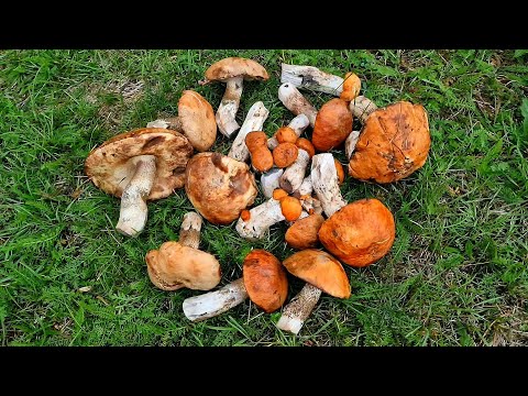 Видео: Грибы. Осень. Каркаралинск. #грибы #каркаралинск #лес #природа