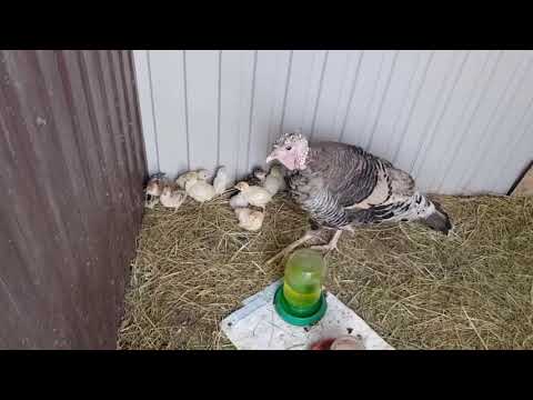 Видео: Жизнь подворья этих дней.