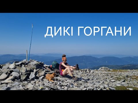 Видео: Дикі Горгани: Аршиця, Яйко, Молода