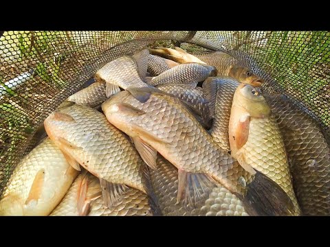 Видео: БЕШЕНЫЙ КЛЁВ КРУПНОГО КАРАСЯ на поплавочную удочку. Рыбалка весной. Поплавок крупным планом.
