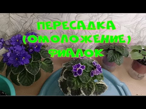 Видео: ПЕРЕСАДКА (омоложение) ФИАЛОК!