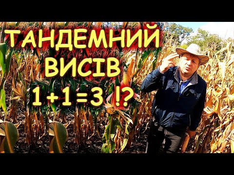 Видео: 🤔ДВА ПОЧАТКИ ДВА ЗАПИЛЕННЯ 🌽ХОТИН ➕️ 🌽ФІЄСТА це ГАРНІ ДІТИ⁉️