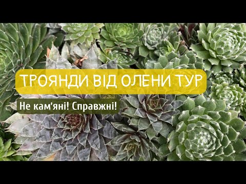 Видео: Розпаковка — шок! Посилка від Олени Тур