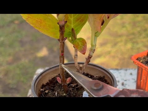 Видео: ГОРТЕНЗИЯ КРУПНОЛИСТНАЯ - ГОТОВЛЮ К ЗИМЕ  ✂️