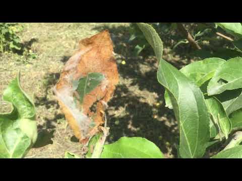 Видео: Как бороться с личинками бабочки боярышницы?