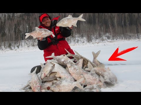 Видео: РЕАЛЬНЫЕ СЛОНЫ РВУТ ЛЕСКИ И РАЗГИБАЮТ КРЮЧКИ !!! ВОТ ЭТО ПОРЫБАЧИЛ !!! ЗИМНЯЯ РЫБАЛКА