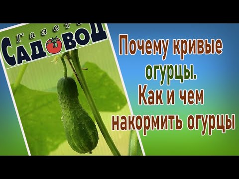 Видео: Почему огурцы кривые? Как правильно накормить огурцы?