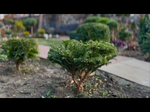 Видео: КАК БЫСТРО СФОРМИРОВАТЬ ЕЛЬ “NIDIFORMIS” В СТИЛЕ “NIWAKI”? СТРИЖКА ЗА 40 МИНУТ!