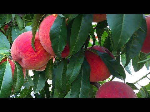 Видео: Супер урожай персика ПОСОЛ МИРА 2018 / peach crop "Ambassador of Peace"
