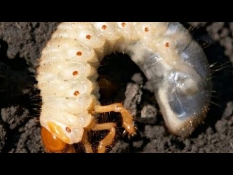 Видео: Борьба с хрущем на посадках клубники. Внесение инсектицида Форс.