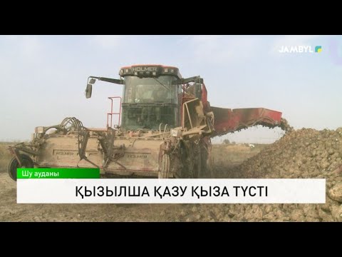Видео: Қызылша қазу қыза түсті
