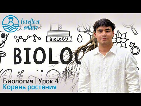 Видео: Биология | Корень растения | Урок 4