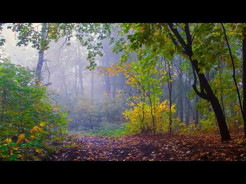 Видео: Осенние зарисовки