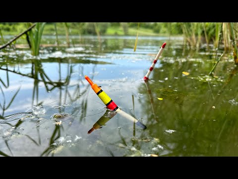 Видео: Карпы и Караси На Поплавок, Утренняя Рыбалка На Маховые Удочки!