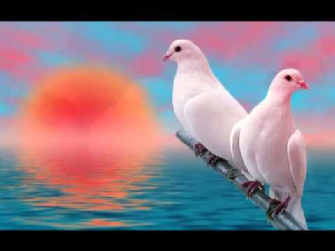 Видео: Голубе сивий 1