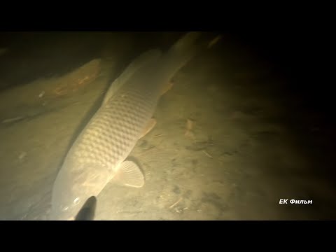 Видео: Хотелось сазана