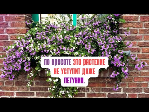 Видео: ПО КРАСОТЕ ЭТО РАСТЕНИЕ НЕ УСТУПИТ ДАЖЕ ПЕТУНИИ.💐