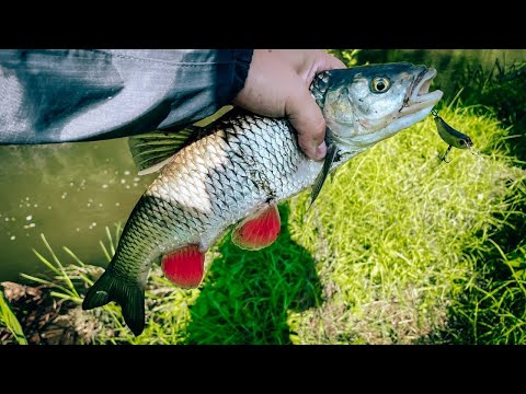 Видео: ЖИРНЫЙ осенний ГОЛАВЛЬ / РЫБАЛКА на ФОРЕЕЛЕВУЮ резину