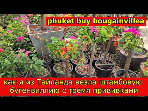 Видео: Бугенвиллия штамбовая из Тайланда