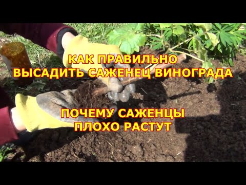 Видео: ПОЧЕМУ САЖЕНЦЫ ВИНОГРАДА ПЛОХО РАСТУТ и КАК ПРАВИЛЬНО ВЫСАЖИВАТЬ САЖЕНЦЫ