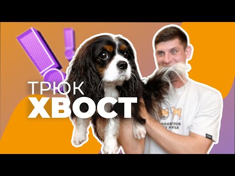 Видео: Как научить собаку кусать хвост 🐩 Пошаговый разбор трюка