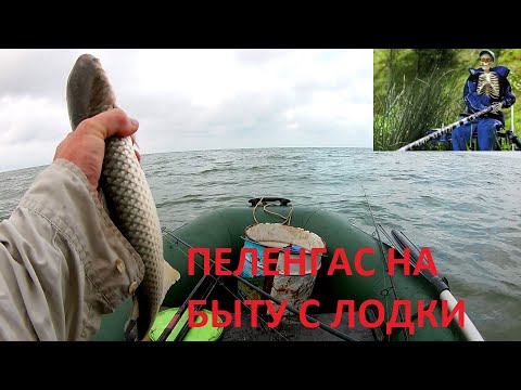 Видео: Пеленгас на Быту