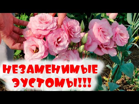Видео: ВСЕ ЧТО ВЫ ХОТЕЛИ ЗНАТЬ ПРО ЭУСТОМУ! Сорта, цвета, выращивание Эустомы