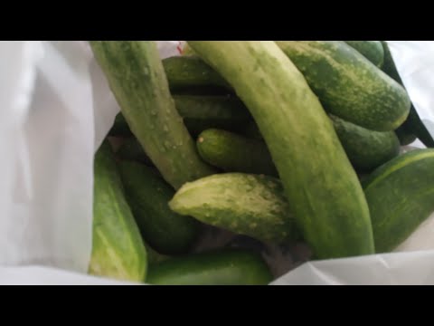 Видео: Қиярды қалай сақтауға болады?///